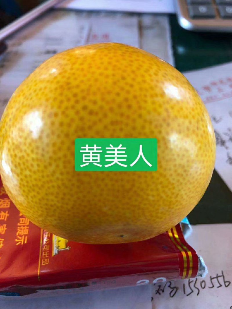 黄美人柑橘苗甘平明日见柑橘苗红美人柑橘苗