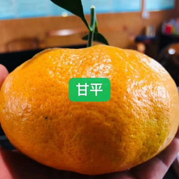 黄美人柑橘苗甘平明日见柑橘苗红美人柑橘苗