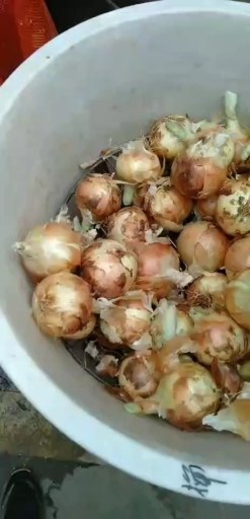 云南元谋精品黄皮洋葱