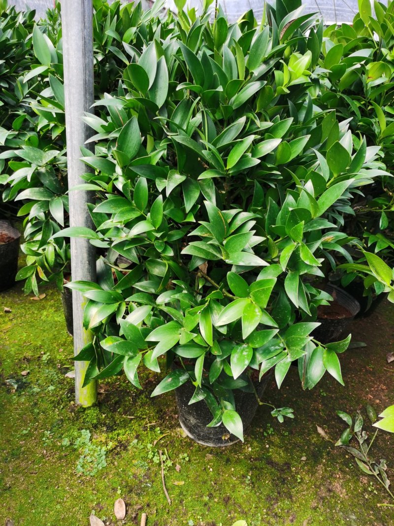 竹柏盆栽竹柏大树苗客厅带盆发货
