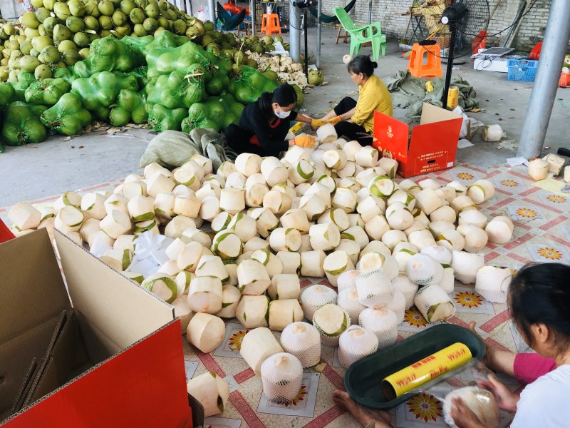 东郊椰林-精品椰青厂家直销海南文昌椰青椰子大量批发