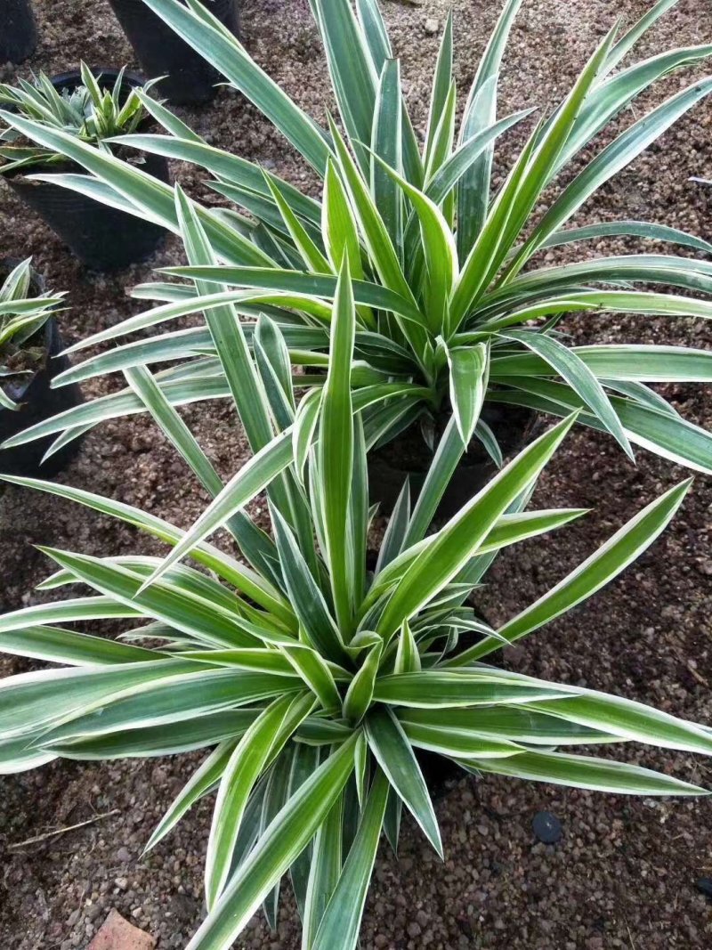 金边吊兰盆栽植物花卉室内原盆发货