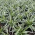 金边吊兰盆栽植物花卉室内原盆发货