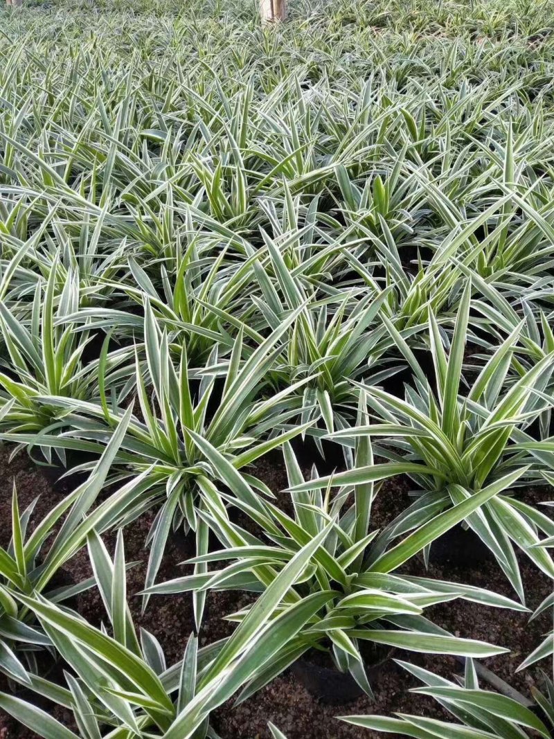 金边吊兰盆栽植物花卉室内原盆发货
