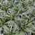 金边吊兰盆栽植物花卉室内原盆发货