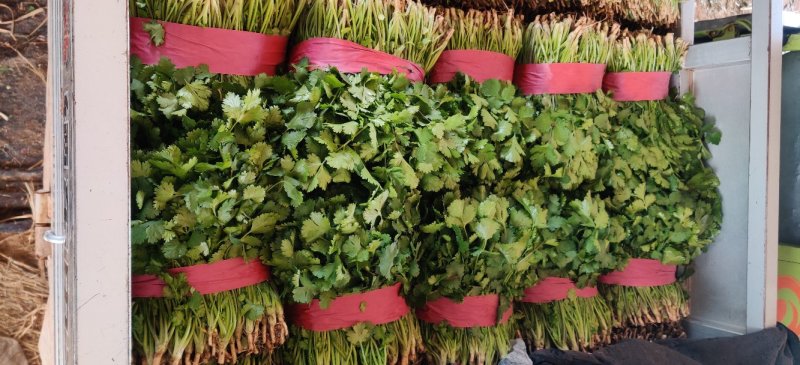 【精品推荐】优质大叶香菜商超品质常年发往山西北京陕西辽宁