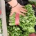 【精品推荐】优质大叶香菜商超品质常年发往山西北京陕西辽宁
