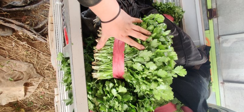 【精品推荐】优质大叶香菜商超品质常年发往山西北京陕西辽宁