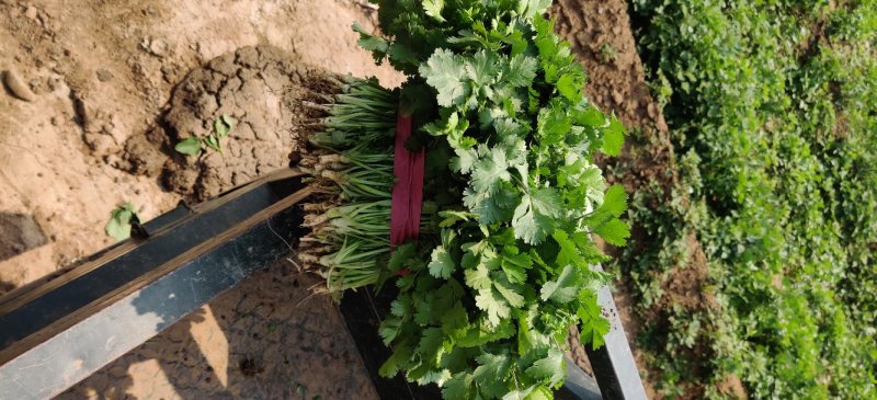 【精品推荐】优质大叶香菜商超品质常年发往山西北京陕西辽宁