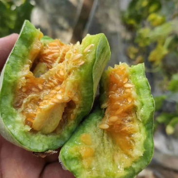 潍坊甜瓜大量现货脆甜爽口价格美丽自产自销