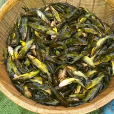 黄腊丁