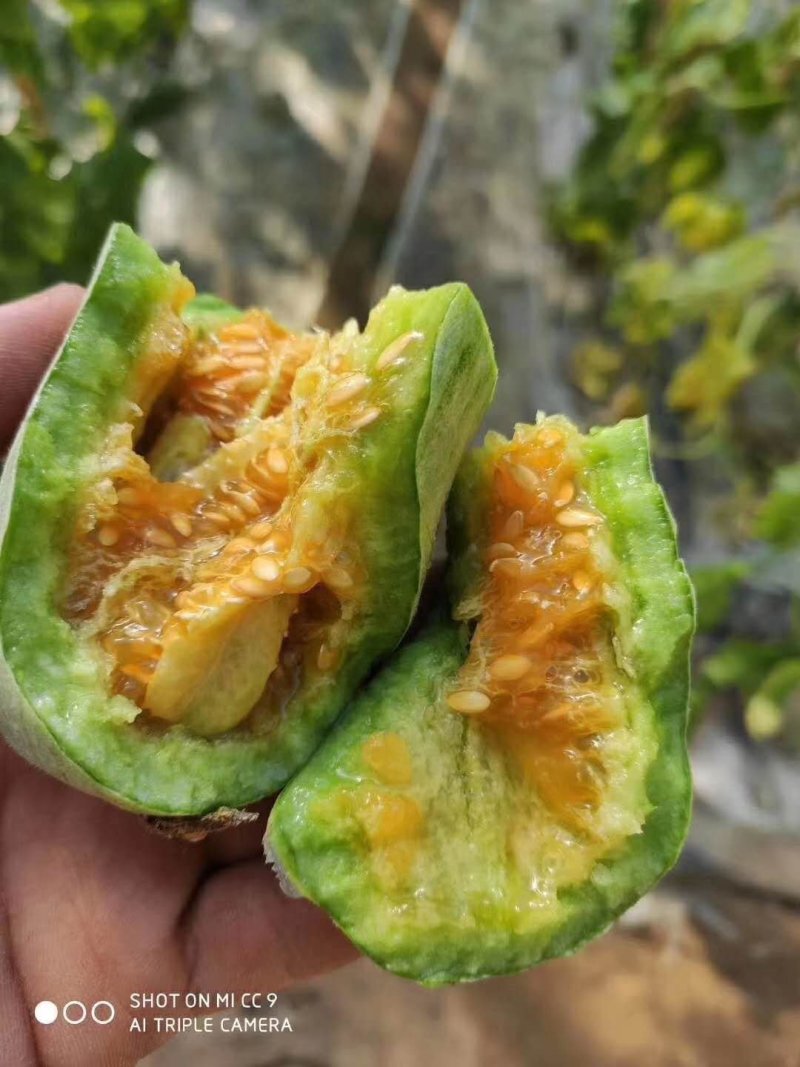 羊角蜜甜瓜产地直供量大从优香甜脆甜爽口欢迎进店