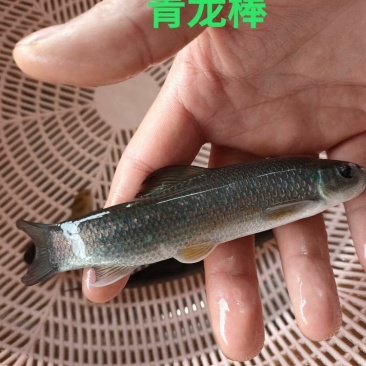 青鱼