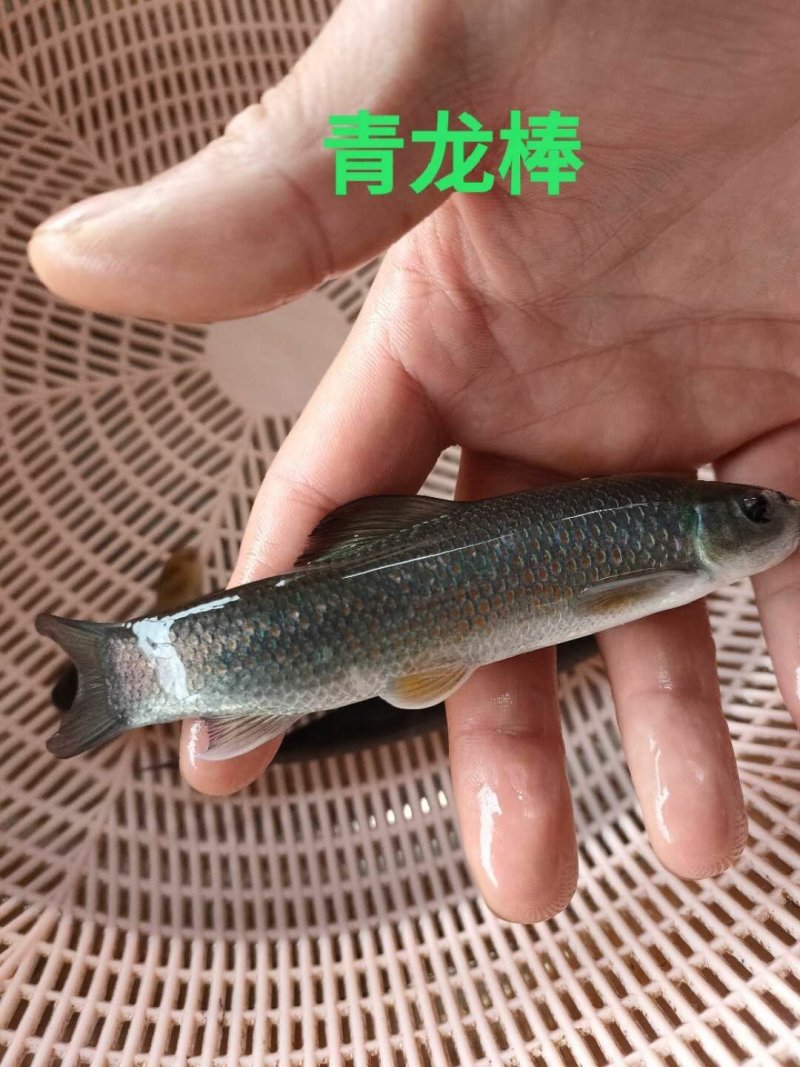 青鱼