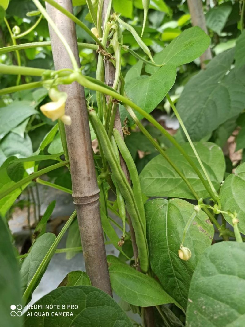 无茎豆