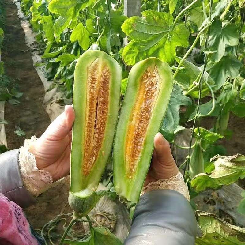 博洋9甜瓜，产地直销一手货源质量保证供应全国
