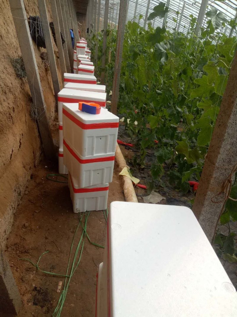 博洋9甜瓜，产地直销一手货源质量保证供应全国