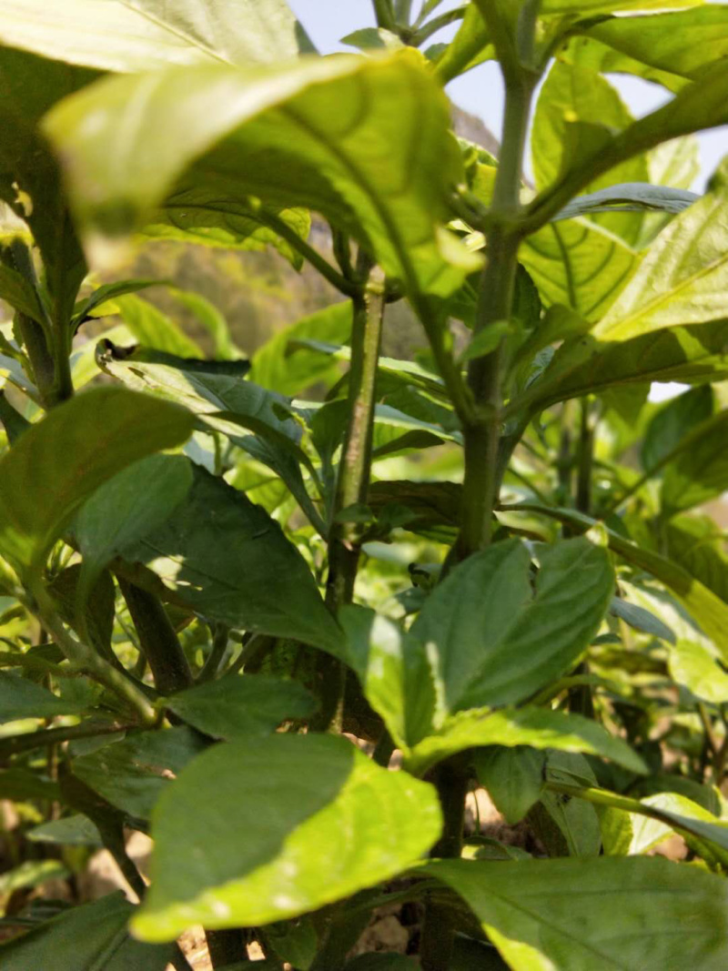 贵州独山农家种植南板蓝根欢迎采购