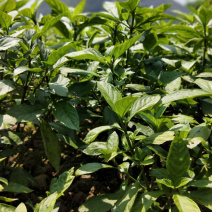 贵州独山农家种植南板蓝根欢迎采购