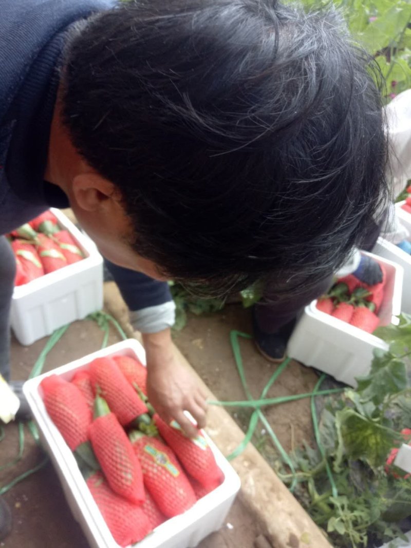 大量羊角蜜甜瓜鲜货供应支持线上保障交易价格美丽