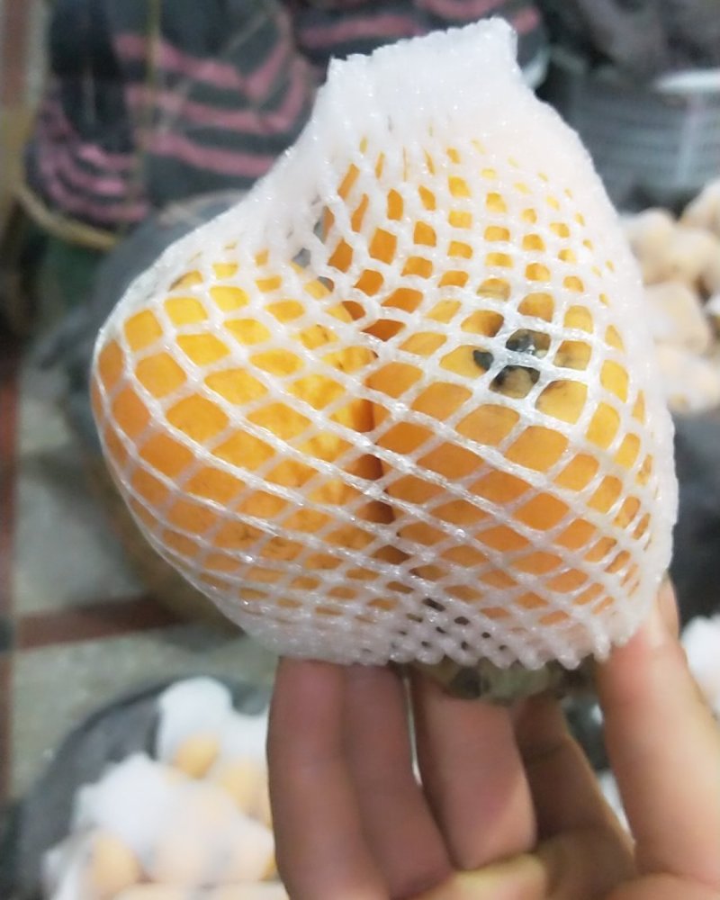 云霄县枇杷之乡。