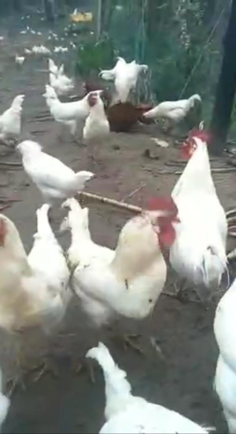 鸡厂家直销白羽大公鸡、鸡苗全国包邮包疫苗免费提供养殖技术