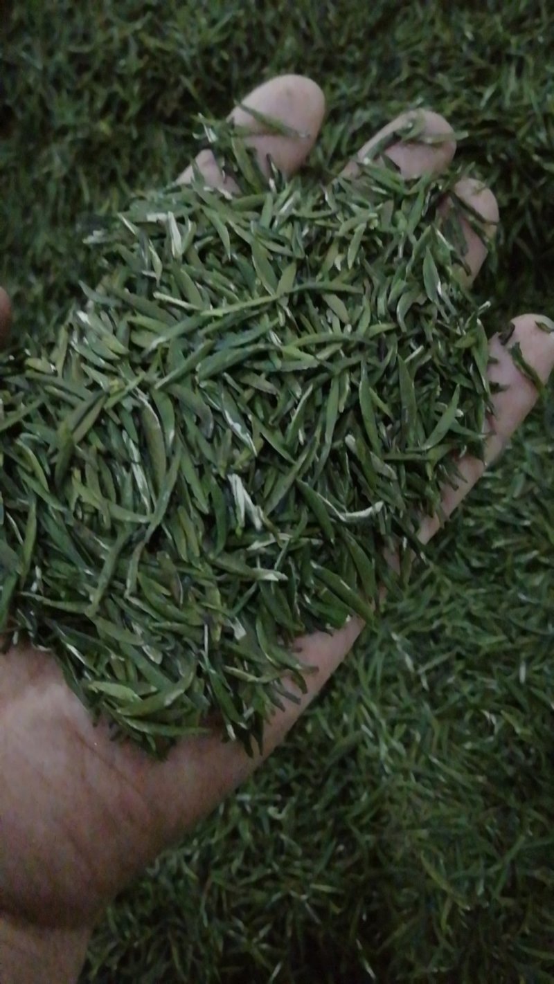 绿茶