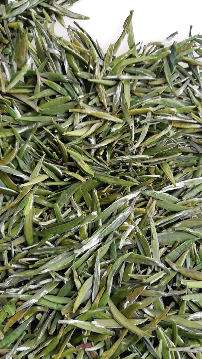 绿茶