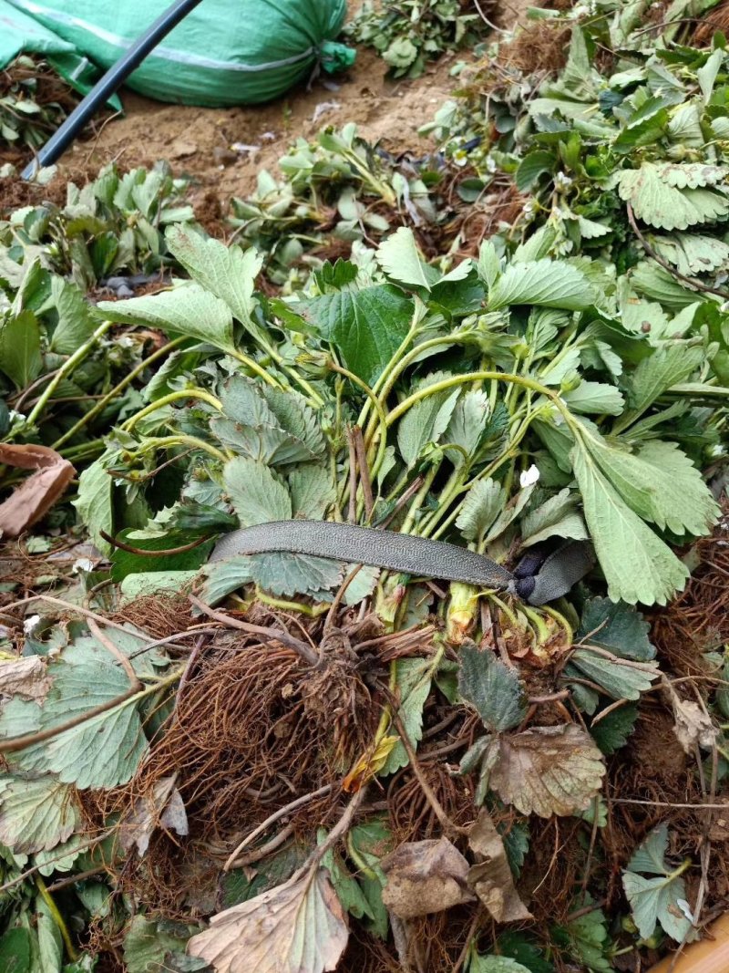 妙香7号草莓苗妙香草莓苗草莓苗一手货源品种纯