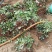 妙香7号草莓苗妙香草莓苗草莓苗一手货源品种纯