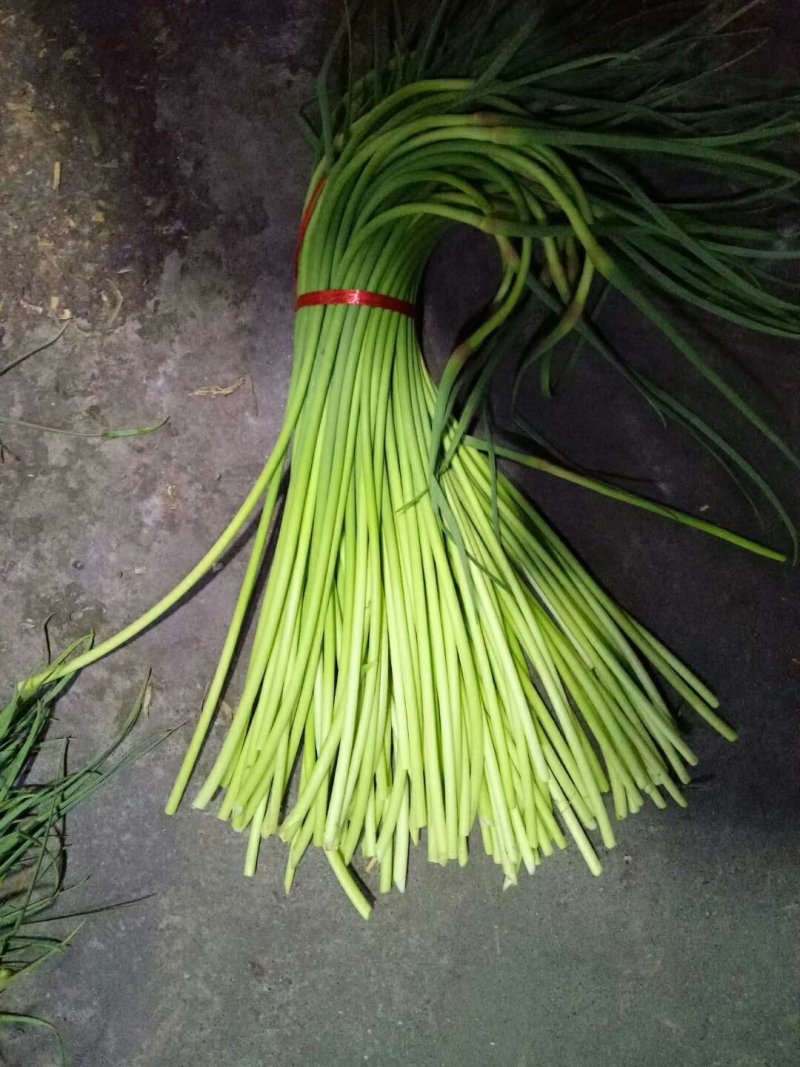 金乡红苞蒜薹。大量有货，价格便宜，适合发市场，诚信合作