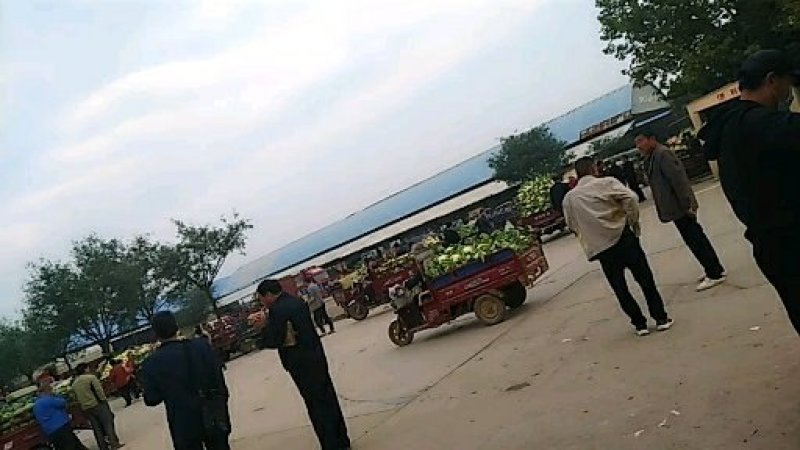 中甘甘蓝大量上市，色泽亮绿，个头大小均衡，每单株重2斤左右，