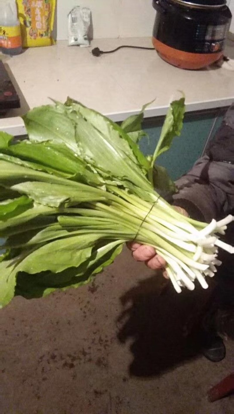 刺嫩芽，山葱，鹿耳韭。