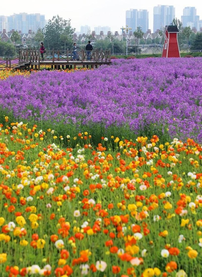 蓝香芥种子四季开花道路庭院阳台花海花卉种子