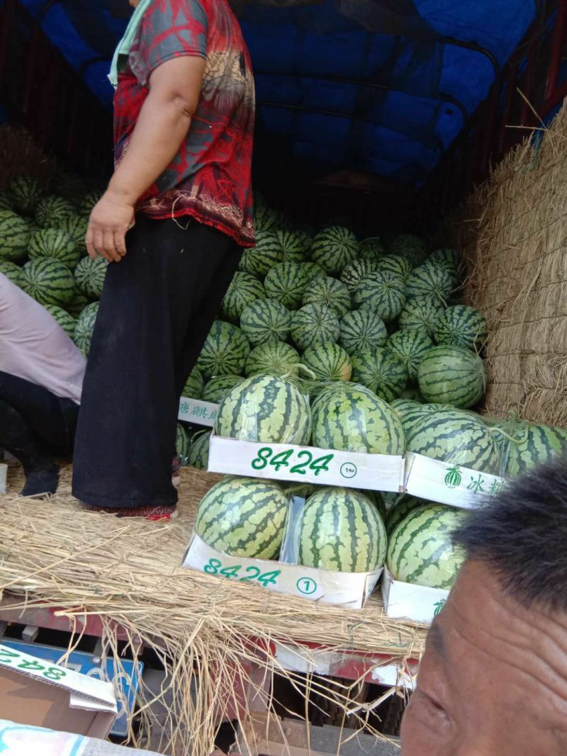 河南省夏邑县美都西瓜，保熟，保甜，量大，产地直销，
