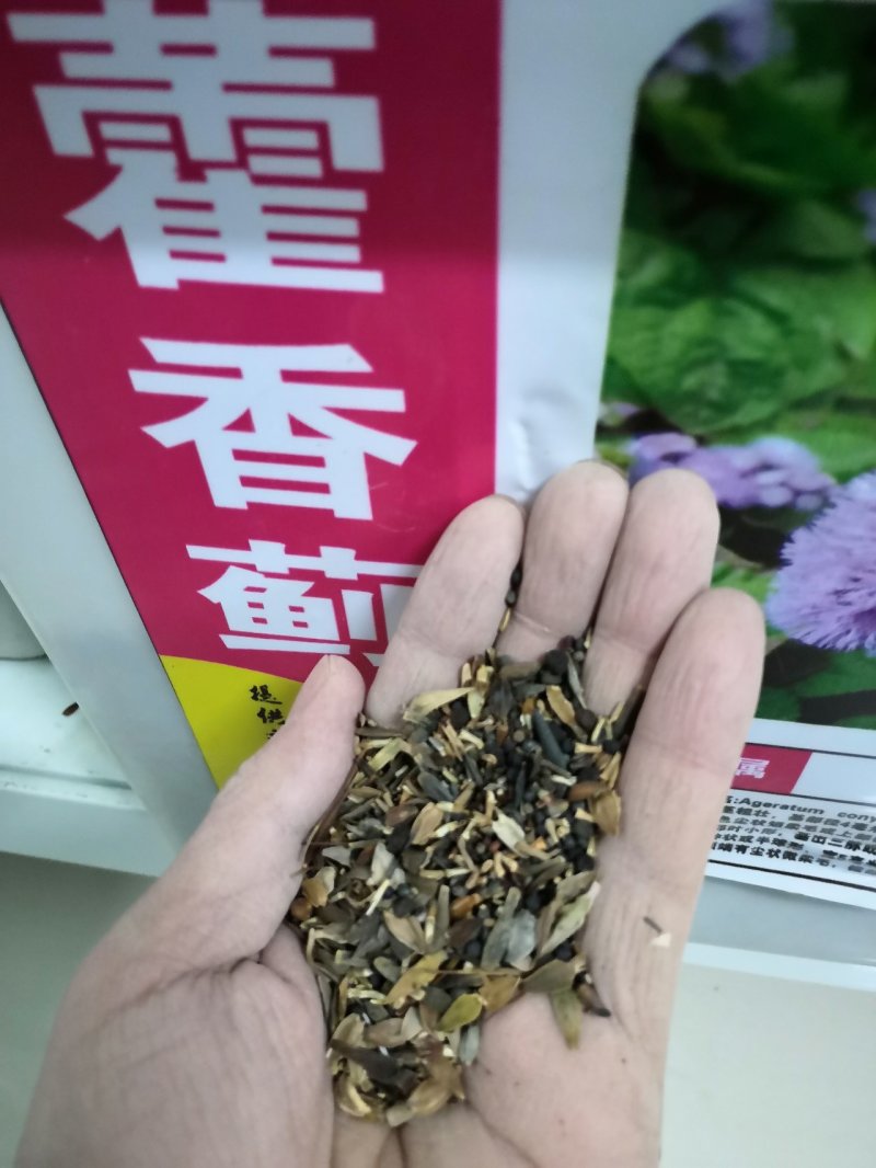 蓝香芥种子四季开花道路庭院阳台花海花卉种子