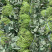 商薯19苗
