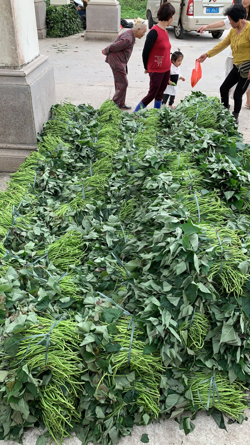 紫罗兰桂京8号