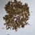 木香碎渣不包邮批发零售品种齐全诚信经营