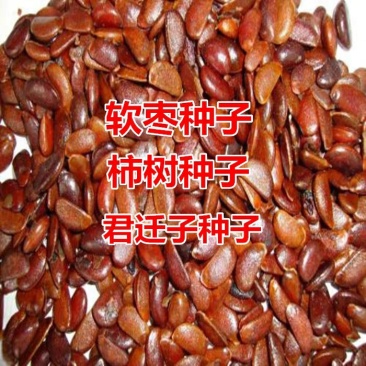 软枣种子育苗专用