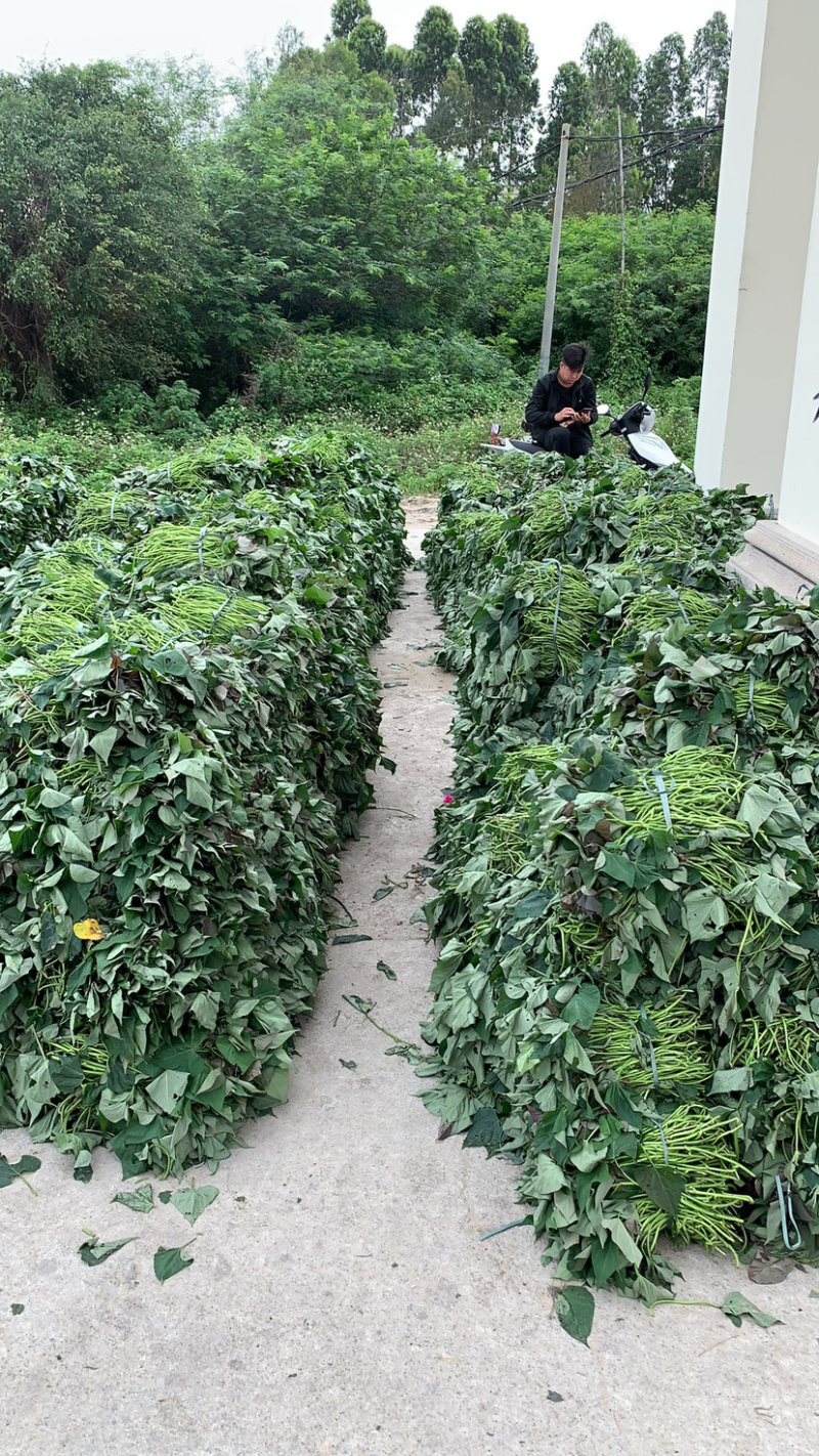 红薯苗品种齐全欢迎咨询