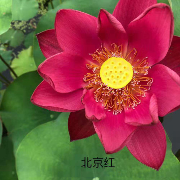 观赏荷花苗精品观赏荷花盆景荷花苗精品盆栽荷花苗