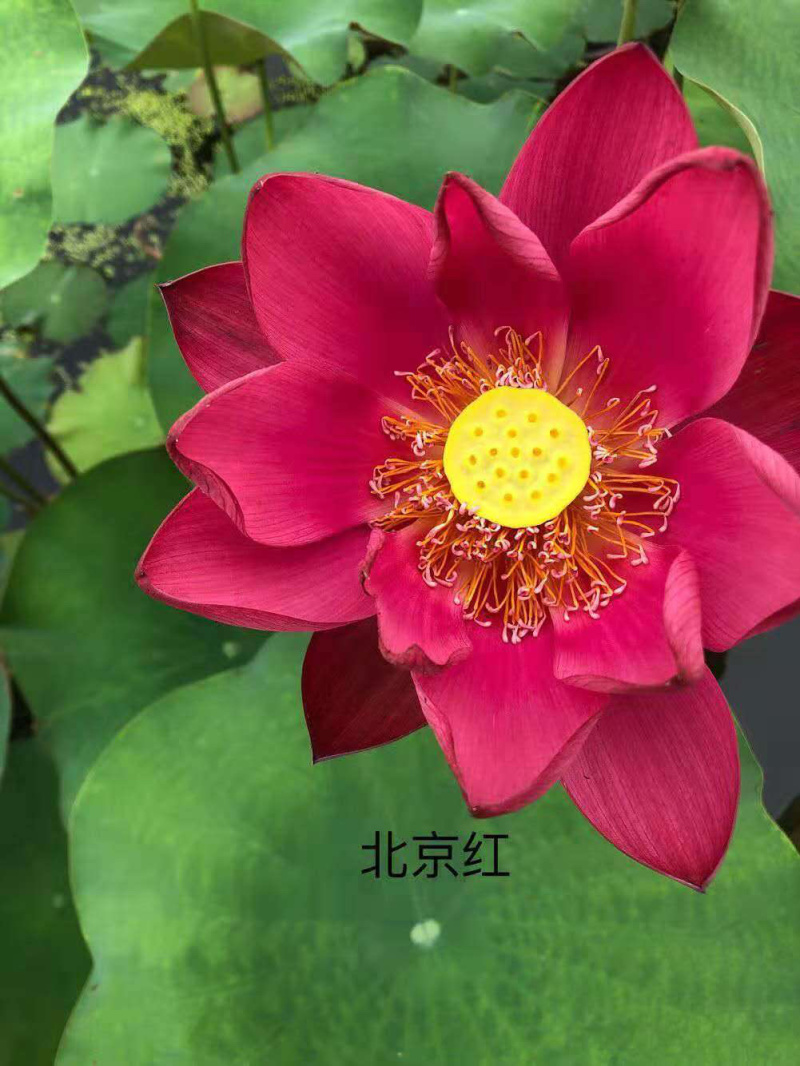 观赏荷花苗精品观赏荷花盆景荷花苗精品盆栽荷花苗