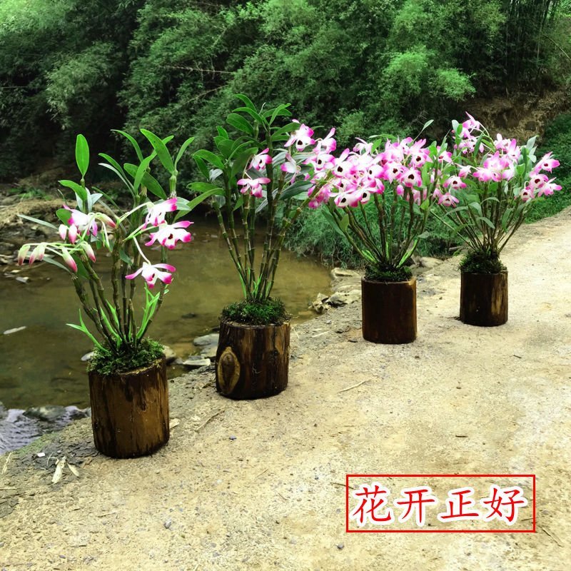 可定制香杉木桩石斛寄生植物种植木桩超强吸水保湿
