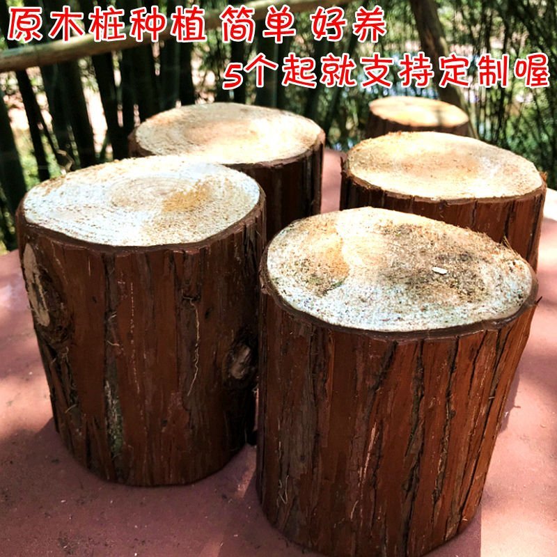可定制香杉木桩石斛寄生植物种植木桩超强吸水保湿