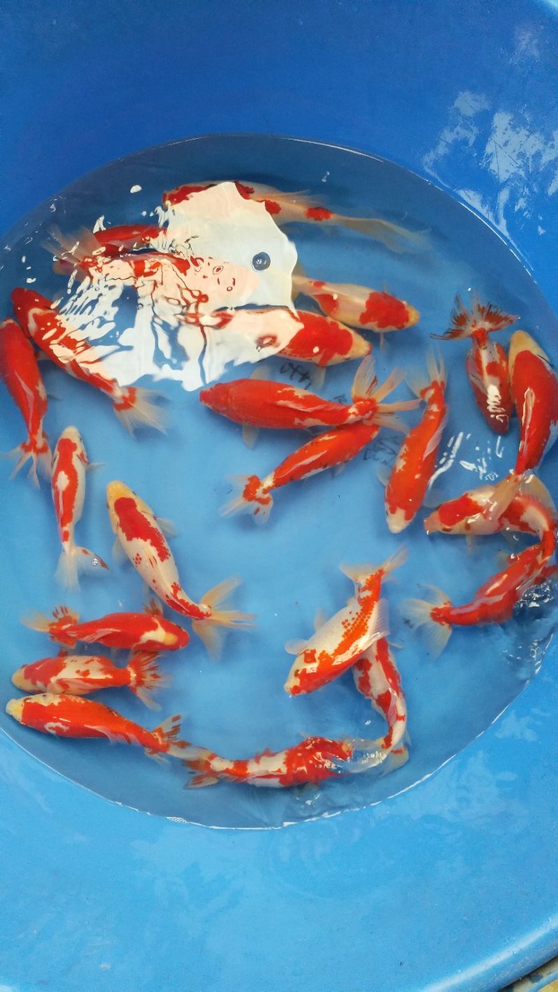 花洲锦鲤，渔场直销。秋翠孔雀各品种水花鱼苗大量订购中。