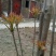 香椿芽批发