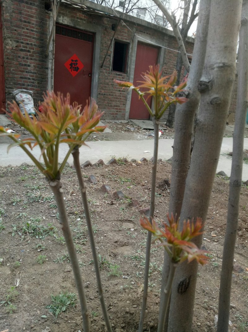 香椿芽批发