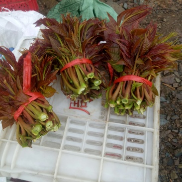 香椿芽批发