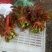 香椿芽批发